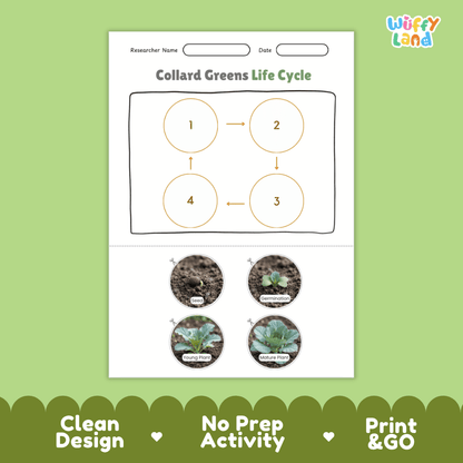 Educational reference poster showing four realistic photo stages of a collard greens life cycle including seed, germination, young plant, and mature plant