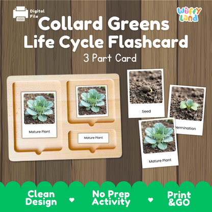 Collard Greens Life Cycle Flashcard set by Wiffy Land, featuring a wooden 3-part card tray and three sample cards showing seed, germination, and mature plant stages on a wood-grain background.