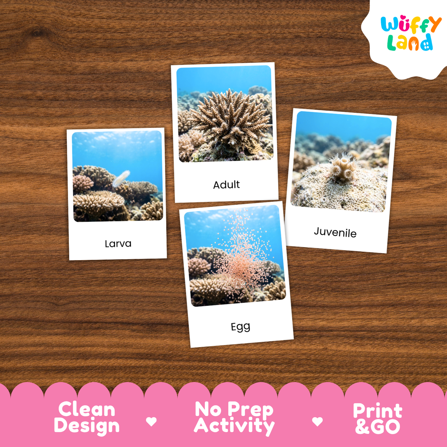 Four educational marine life cards labeled 'Larva', 'Adult', 'Juvenile', and 'Egg' arranged on a brown wood background, with a pink 'Wuffy Land' logo in the top right and a 'Clean Design • No Prep Activity • Print & GO' banner at the bottom.