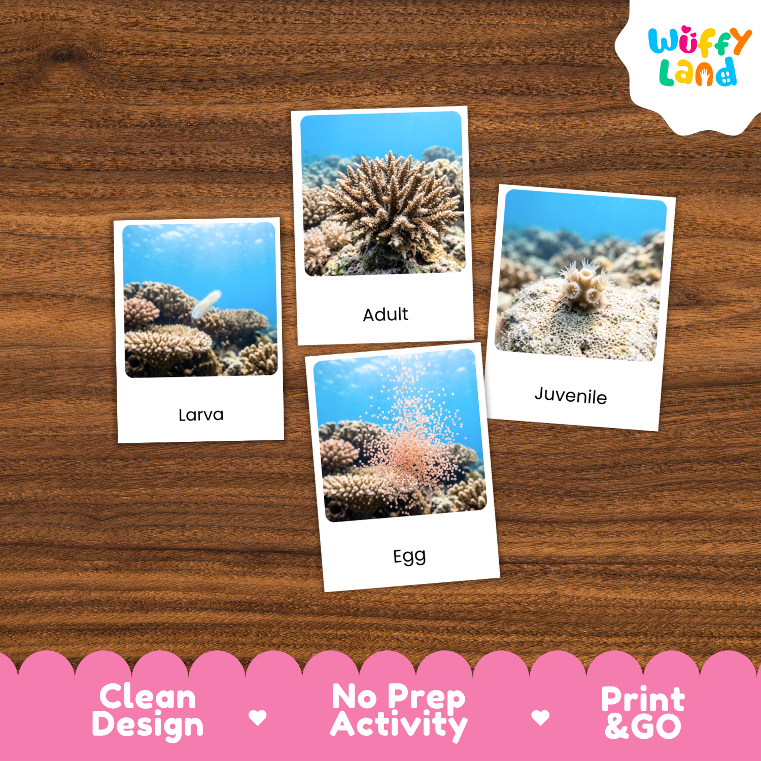 Four educational marine life cards labeled 'Larva', 'Adult', 'Juvenile', and 'Egg' arranged on a brown wood background, with a pink 'Wuffy Land' logo in the top right and a 'Clean Design • No Prep Activity • Print & GO' banner at the bottom.