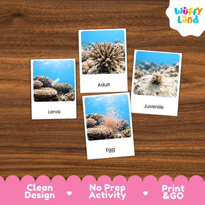 Four educational marine life cards labeled 'Larva', 'Adult', 'Juvenile', and 'Egg' arranged on a brown wood background, with a pink 'Wuffy Land' logo in the top right and a 'Clean Design • No Prep Activity • Print & GO' banner at the bottom.