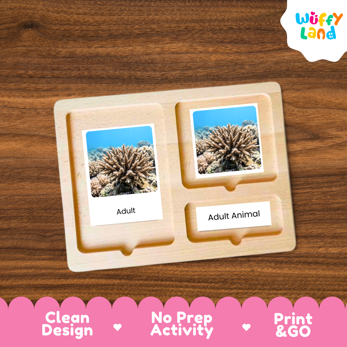 A wooden Montessori-style activity board with three compartments, shown on a brown wood-grain surface. Two of the compartments contain printed cards featuring a coral reef photo labeled 'Adult', and the third compartment has a card labeled 'Adult Animal'.