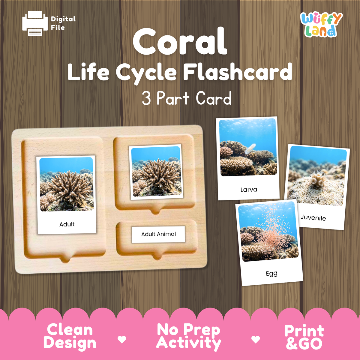 Coral Life Cycle Flashcards - Montessori 3 Part Cards Printable Activity