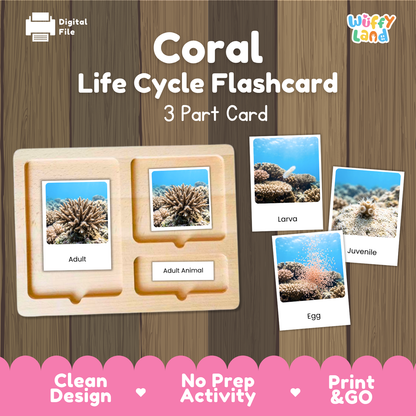 Coral Life Cycle Flashcards - Montessori 3 Part Cards Printable Activity
