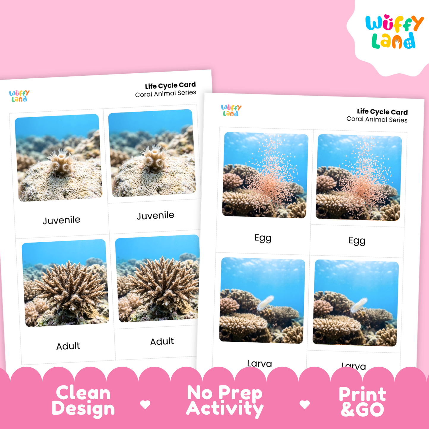 Two printable coral animal life cycle cards shown on a pink background with promotional text. The cards feature underwater photos of egg, larva, juvenile, and adult coral stages, and the brand name Wuffy Land appears in the top right and on the cards.