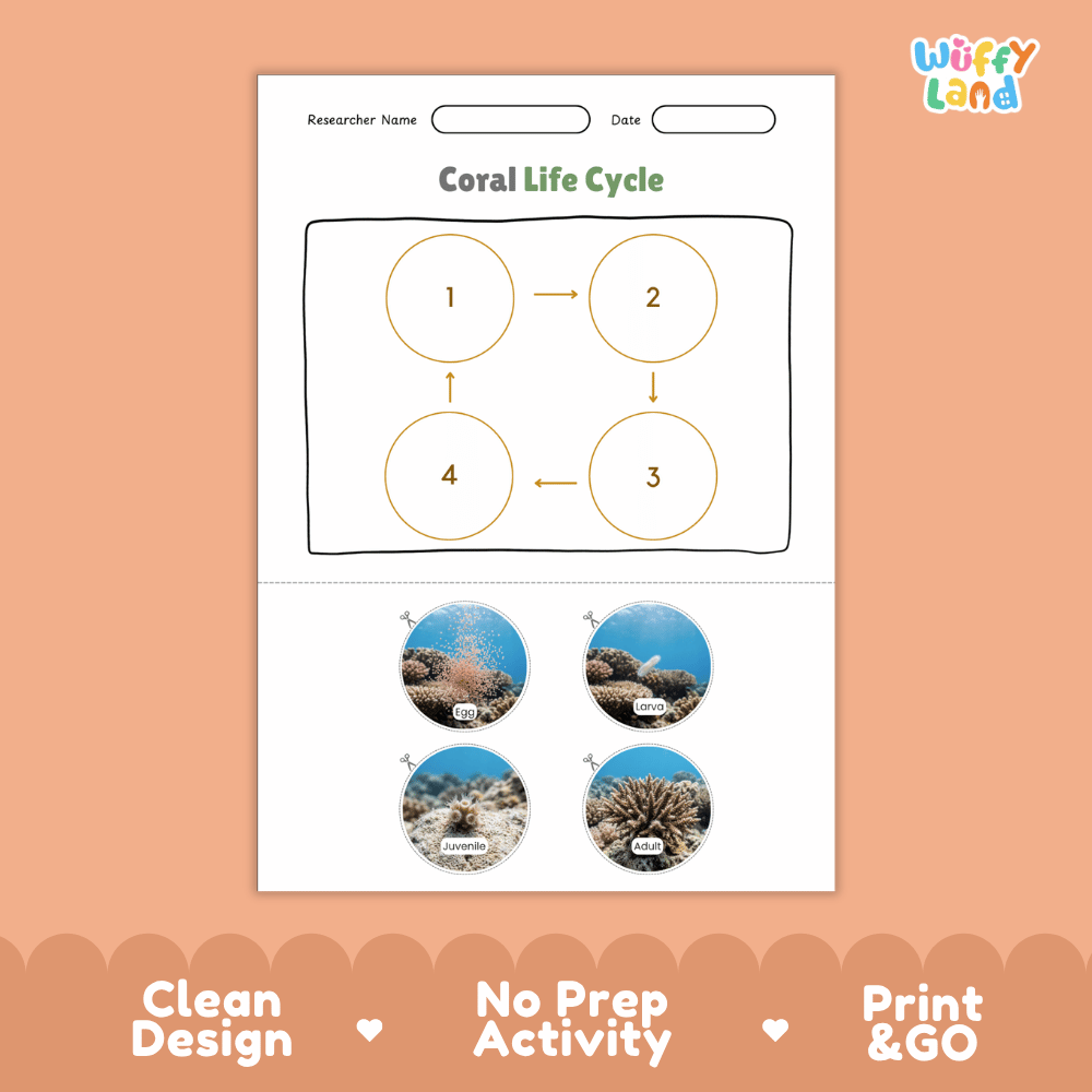 Coral Life Cycle Poster and Cut and Paste Activity Worksheets