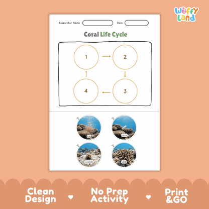 Coral Life Cycle Poster and Cut and Paste Activity Worksheets