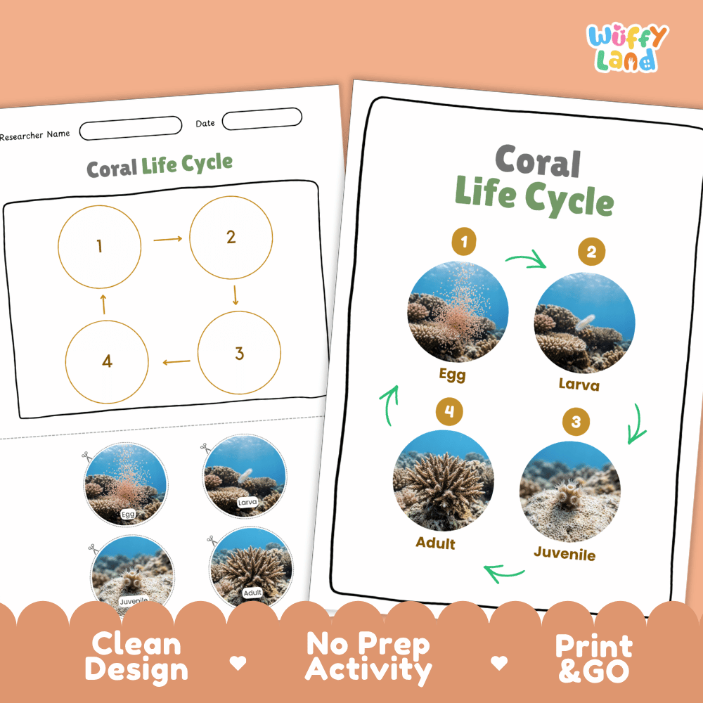 Coral Life Cycle Poster and Cut and Paste Activity Worksheets