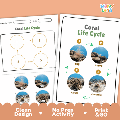 Coral Life Cycle Poster and Cut and Paste Activity Worksheets