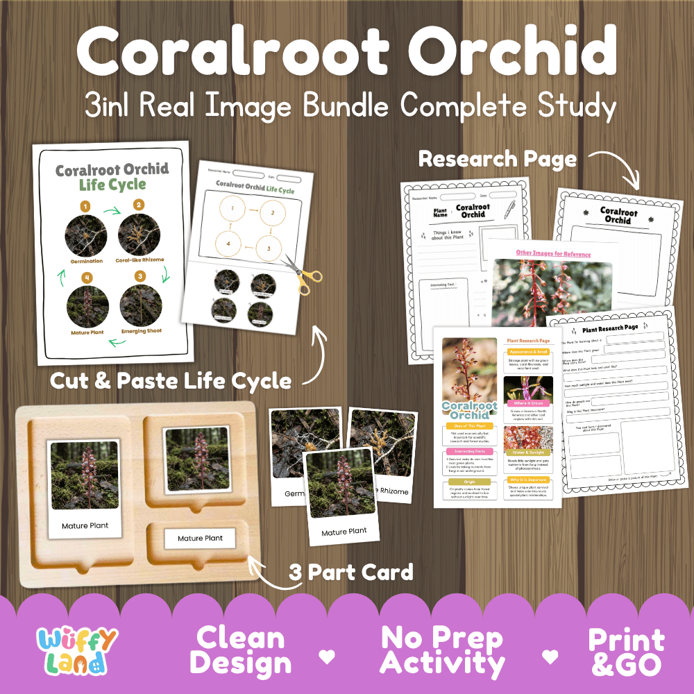 Coralroot orchid plant 3in1 real image bundle complete study printable featuring life cycle cut and paste worksheets, Montessori 3-part cards, and research pages