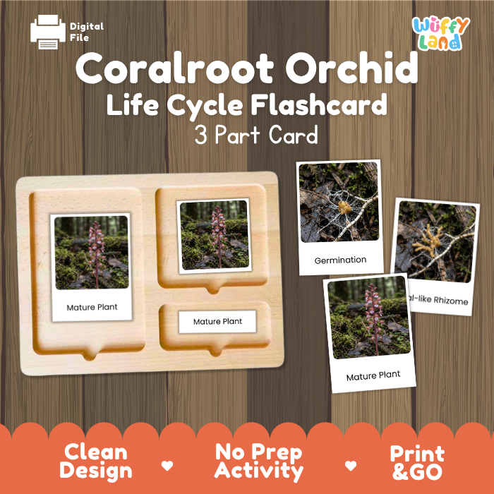 Coralroot Orchid Life Cycle Flashcards | 3 Part Cards Montessori Science Activity