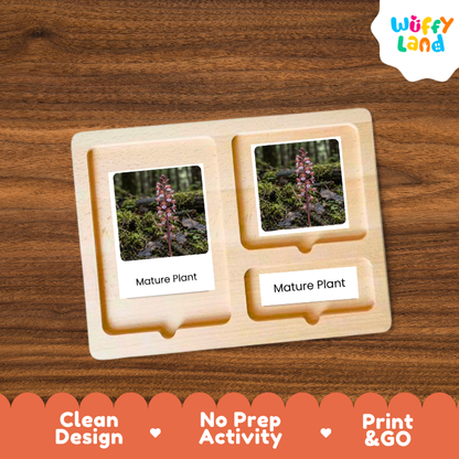 Coralroot Orchid Life Cycle Flashcards | 3 Part Cards Montessori Science Activity