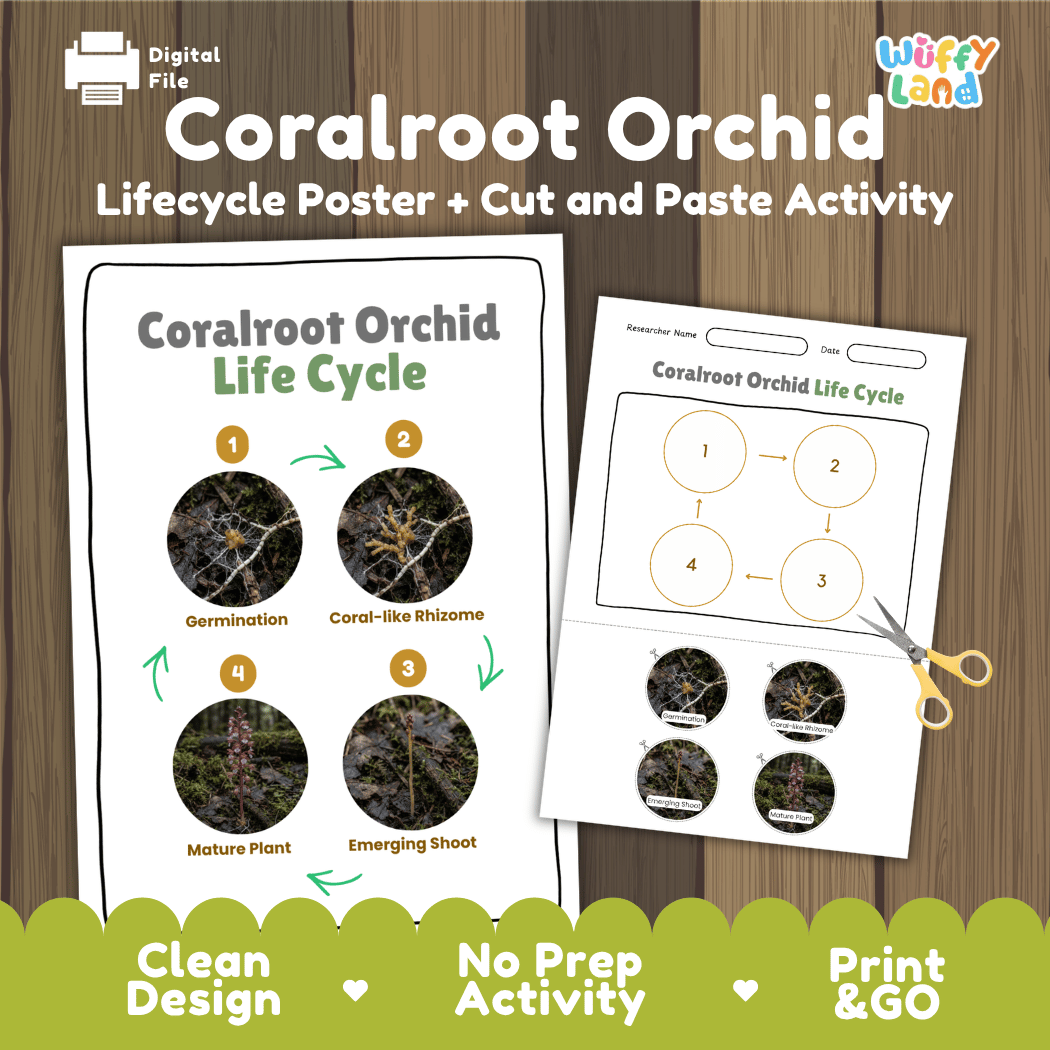 Coralroot Orchid Life Cycle Poster and Cut and Paste Activity Worksheet