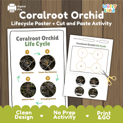 Coralroot Orchid Life Cycle Poster and Cut and Paste Activity Worksheet