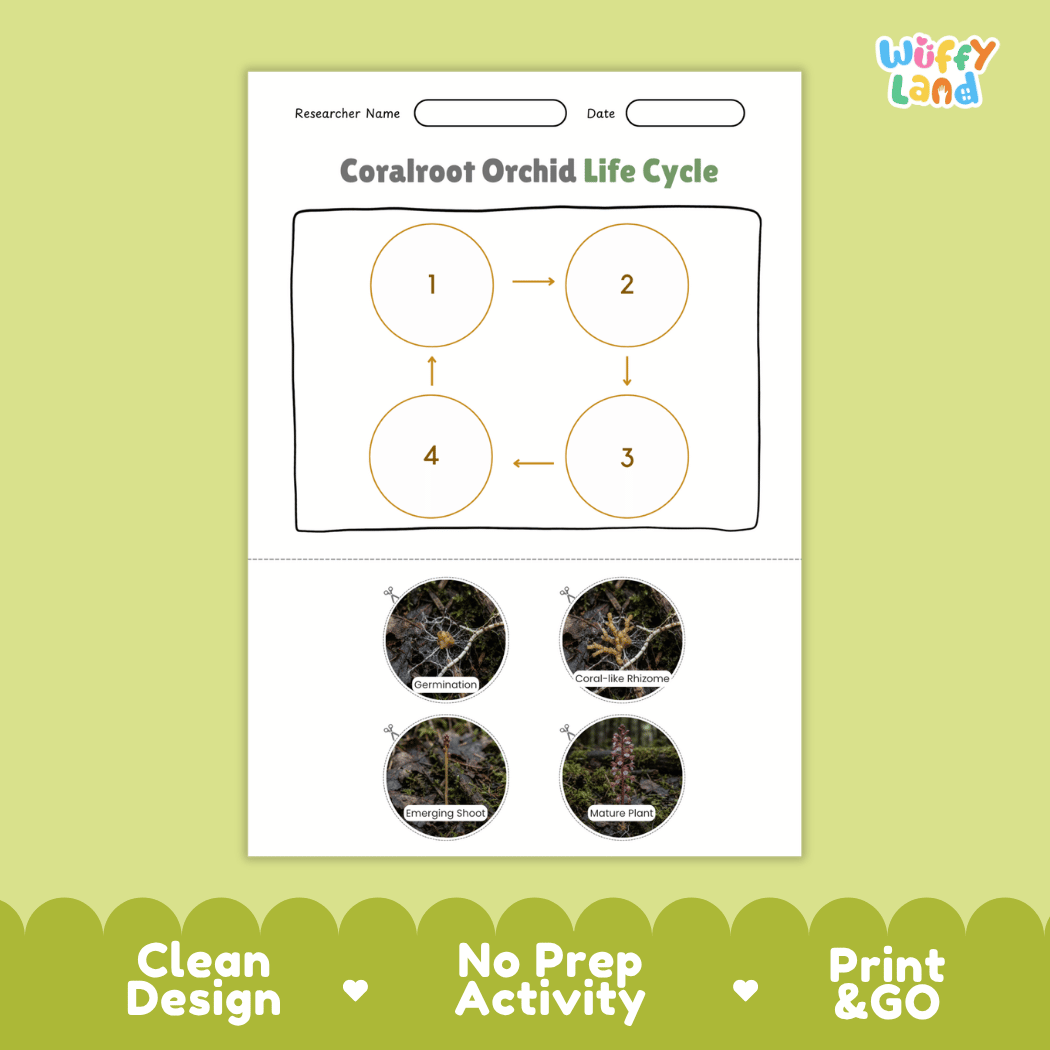 Coralroot Orchid Life Cycle Poster and Cut and Paste Activity Worksheet