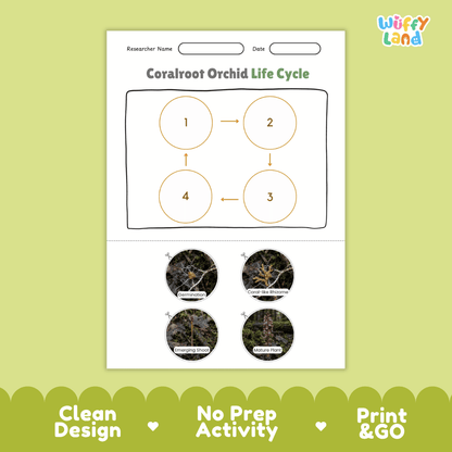 Coralroot Orchid Life Cycle Poster and Cut and Paste Activity Worksheet