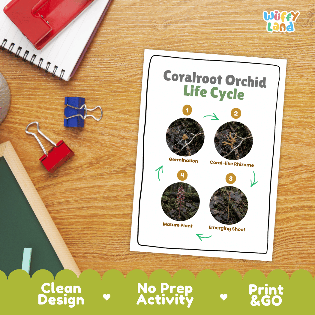 Coralroot Orchid Life Cycle Poster and Cut and Paste Activity Worksheet