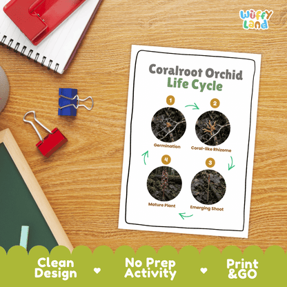 Coralroot Orchid Life Cycle Poster and Cut and Paste Activity Worksheet