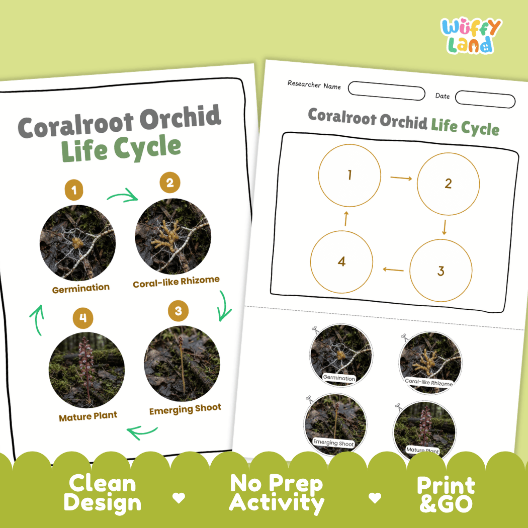 Coralroot Orchid Life Cycle Poster and Cut and Paste Activity Worksheet