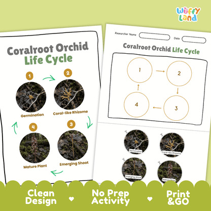 Coralroot Orchid Life Cycle Poster and Cut and Paste Activity Worksheet
