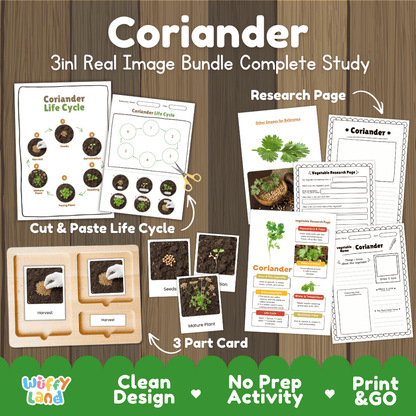 Coriander plant 3in1 real image bundle complete study printable featuring life cycle cut and paste worksheets, Montessori 3-part cards, and research pages