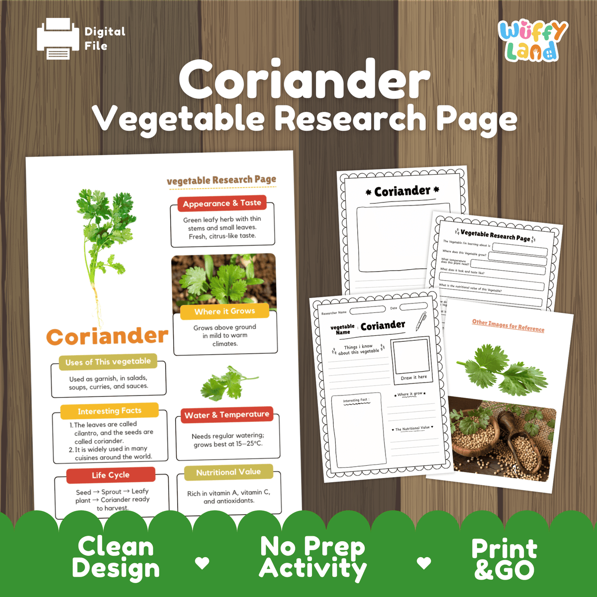 Student vegetable research page writing worksheets with real coriander leaves, seed bowl, and flowering plant photos, lined note-taking prompts, and drawing frames