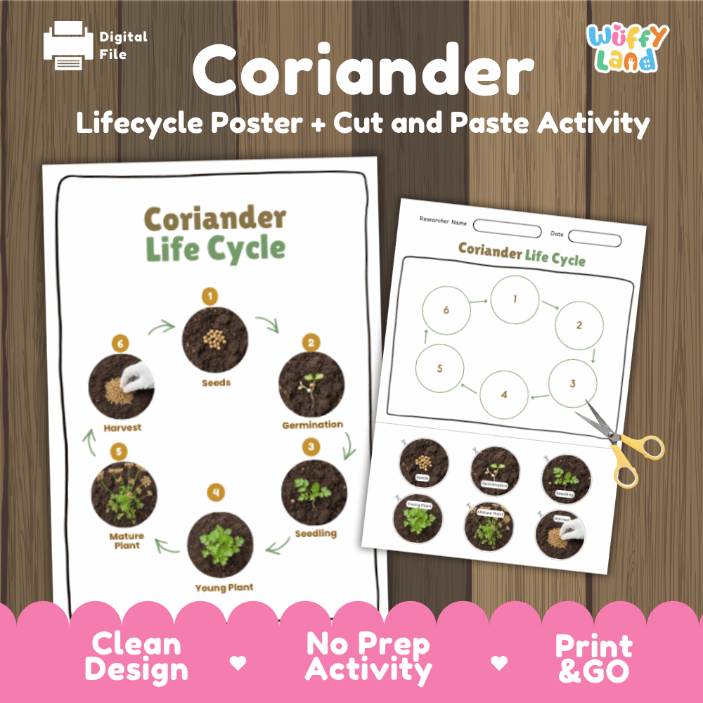 Coriander Lifecycle Poster and Cut and Paste Activity Worksheets | Plant Science Printables