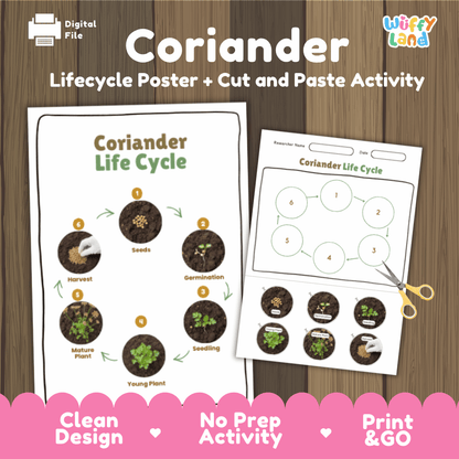 Coriander Lifecycle Poster and Cut and Paste Activity Worksheets | Plant Science Printables