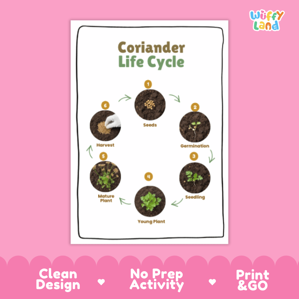 Coriander Lifecycle Poster and Cut and Paste Activity Worksheets | Plant Science Printables