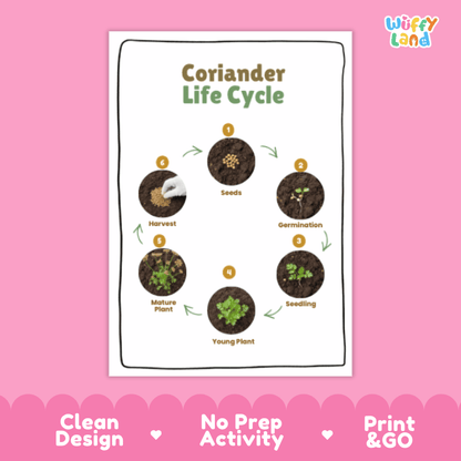 Coriander Lifecycle Poster and Cut and Paste Activity Worksheets | Plant Science Printables