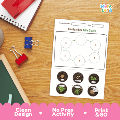 Coriander Lifecycle Poster and Cut and Paste Activity Worksheets | Plant Science Printables