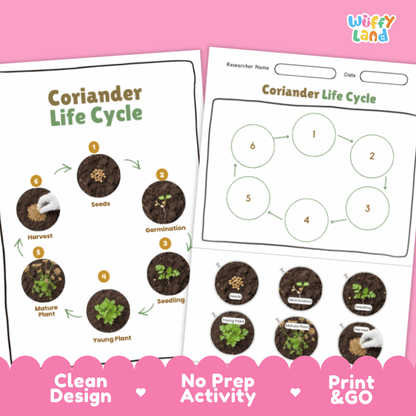 Coriander Lifecycle Poster and Cut and Paste Activity Worksheets | Plant Science Printables