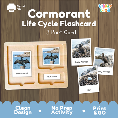 Cormorant Life Cycle Flashcard 3 Part Card