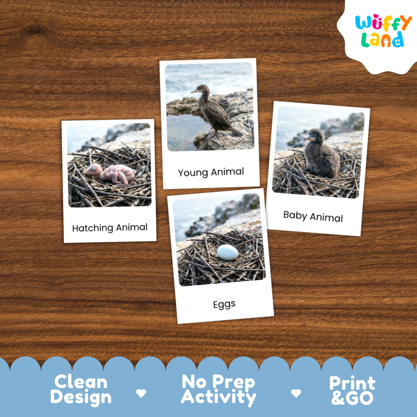 Cormorant Life Cycle Flashcard 3 Part Card