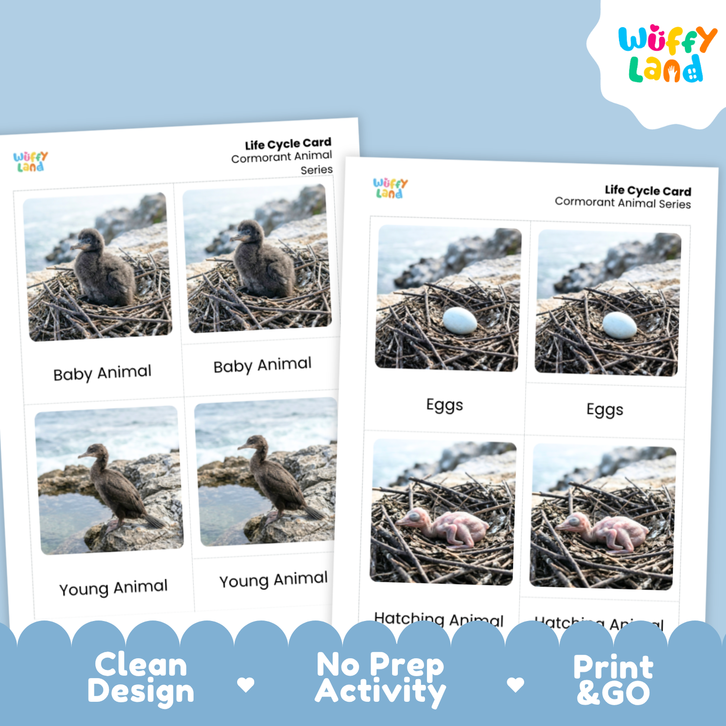 Cormorant Life Cycle Flashcard 3 Part Card
