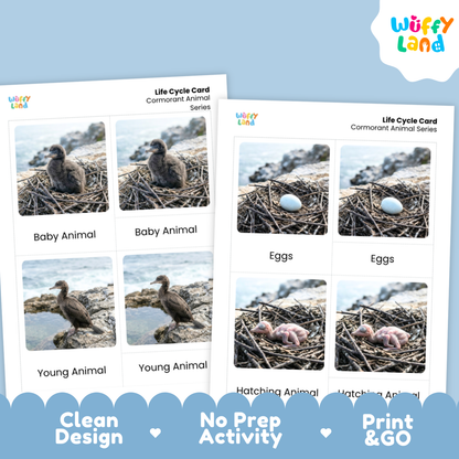 Cormorant Life Cycle Flashcard 3 Part Card
