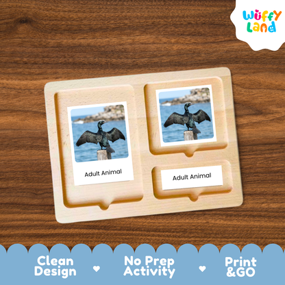 Cormorant Life Cycle Flashcard 3 Part Card