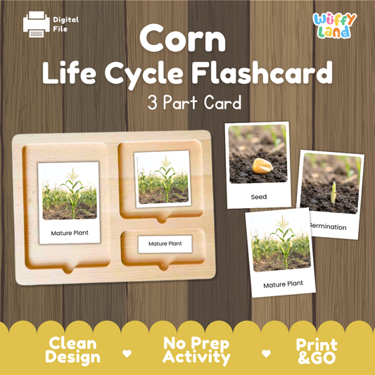 Printable corn life cycle cut and paste sequencing worksheet with real photography of seed, germination, young plant, and mature plant ✂️🔄