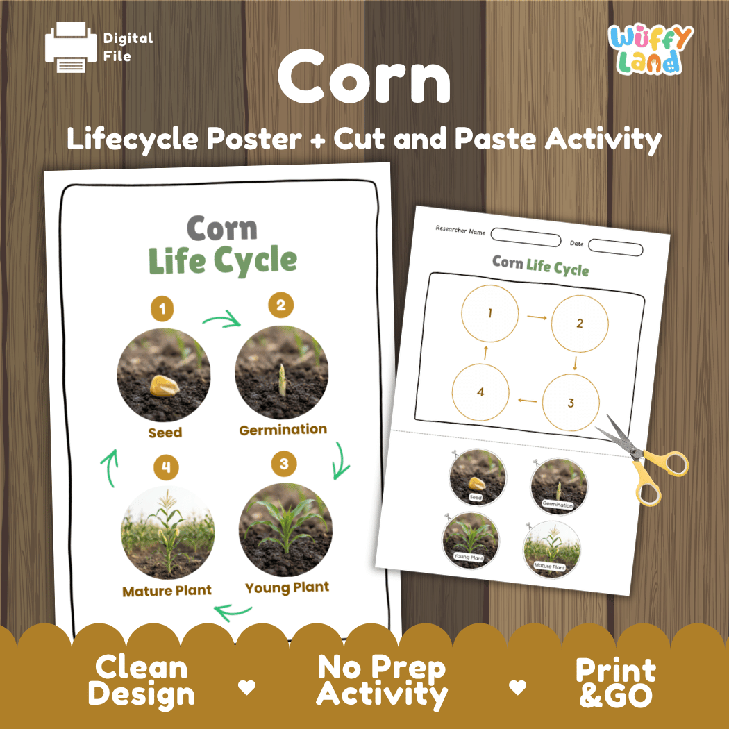 Corn Life Cycle Poster and Cut and Paste Activity Worksheets