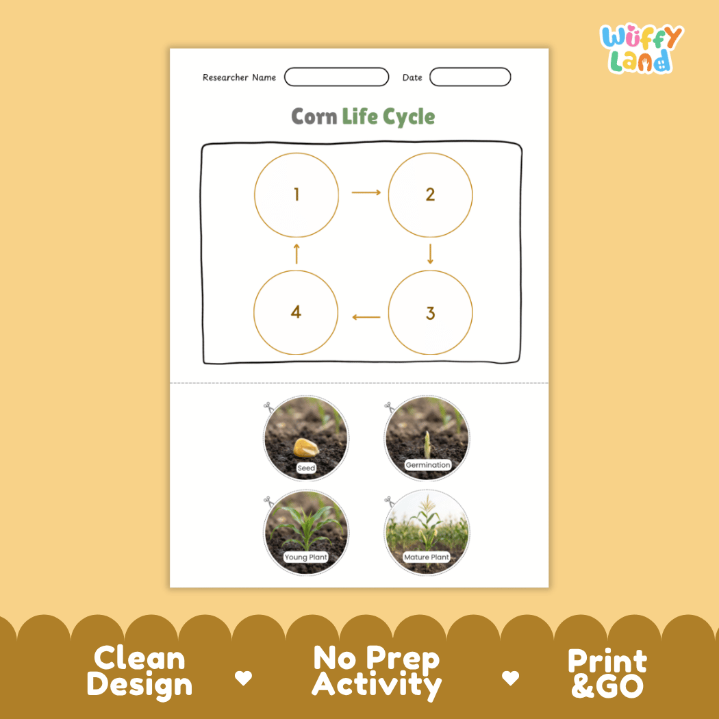 Corn Life Cycle Poster and Cut and Paste Activity Worksheets