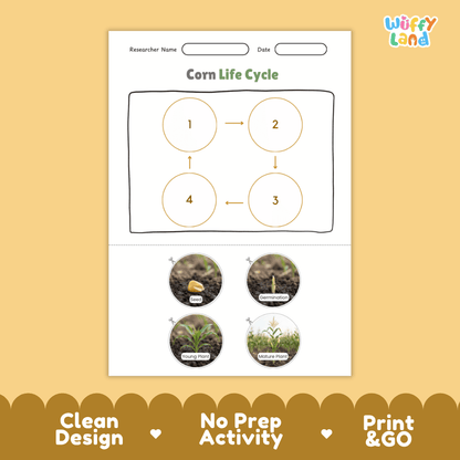 Corn Life Cycle Poster and Cut and Paste Activity Worksheets