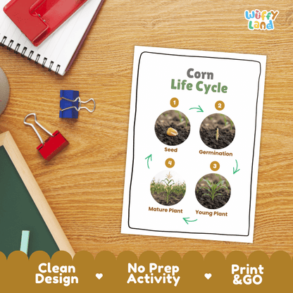 Corn Life Cycle Poster and Cut and Paste Activity Worksheets