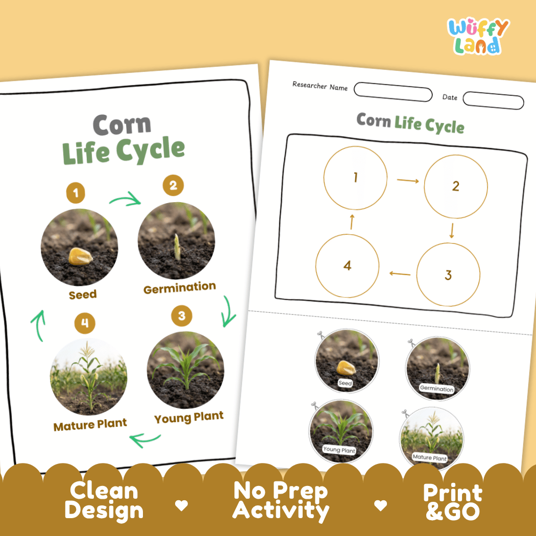 Corn Life Cycle Poster and Cut and Paste Activity Worksheets