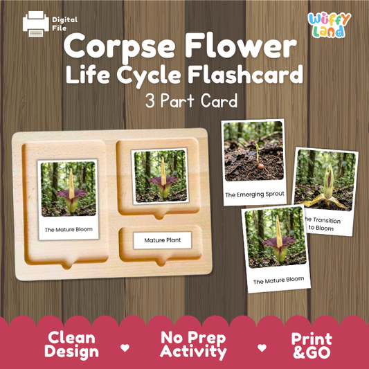 Montessori three part cards featuring real photographic images of corpse flower growth stages and towering mature bloom displayed on a wooden tray