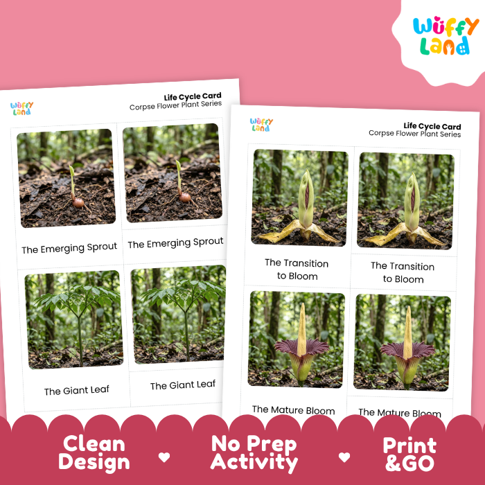 Two printable life cycle flower plant cards shown on a pink background, with the Wiffly Land logo in the top right and promotional text along the bottom. The cards contain labeled photos of plant growth stages: emerging sprout, transition to bloom, giant leaf, mature bloom.