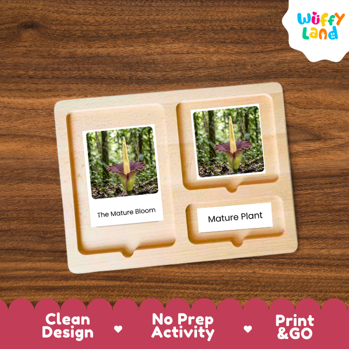 Corpse Flower Life Cycle Flashcard 3 Part Card Montessori Science Printable