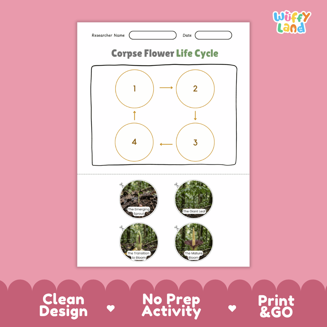 Corpse Flower Life Cycle Poster and Cut and Paste Activity Worksheet