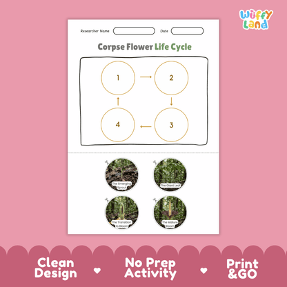 Corpse Flower Life Cycle Poster and Cut and Paste Activity Worksheet