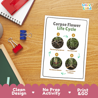 Corpse Flower Life Cycle Poster and Cut and Paste Activity Worksheet