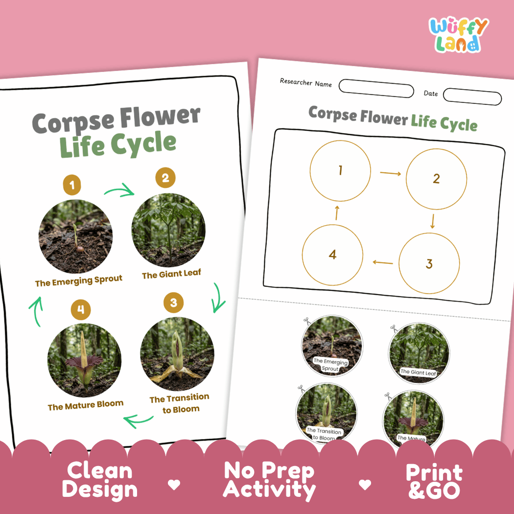 Corpse Flower Life Cycle Poster and Cut and Paste Activity Worksheet